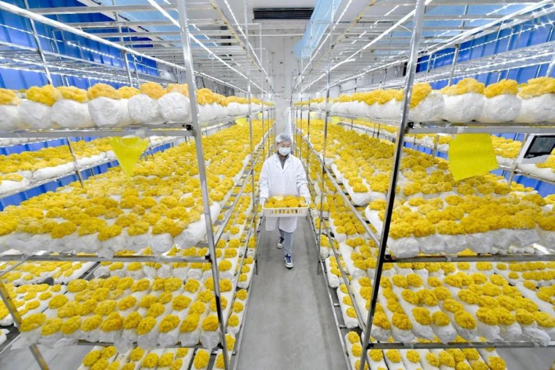浙江德清縣莫干山“菌工廠”共富基地項目簽約，技術推廣與軟件開發賦能鄉村振興新篇章